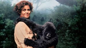 Gorillas In The Mist