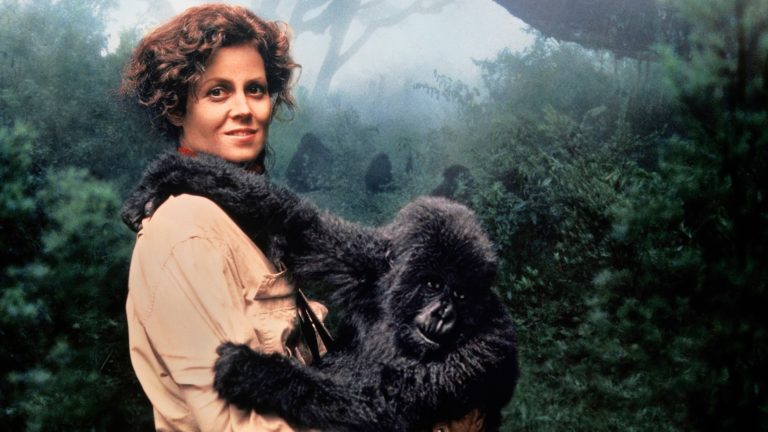 Gorillas In The Mist