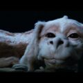 The Neverending Story 2