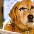 Cats & Dogs 3: Paws Unite