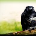 Four Lions